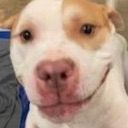 smiledoggo Discord emoji