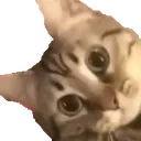 tj_WolfCatPeek Discord Emoji