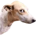 sideye
