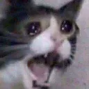 ConcernCatto