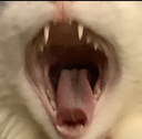 JK_catAAAAA Discord emoji