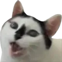 bela2