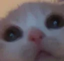 Cat Cat