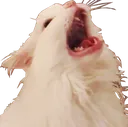 N_Cat_Scream N_Cat_Scream