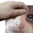 zpatsadcat