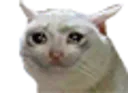cryingcat