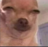 dn_hmmmdog Discord emoji