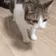 catded catded