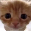 Cat_stare