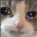 av_cat_rinki