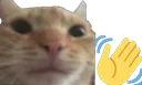 CatWave