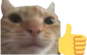 catthumbsup