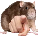 rat_HD_point