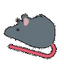 rat_fast_spin