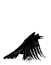 a_crow