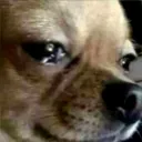 saddog saddog
