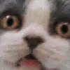 naynaSHAKE