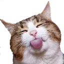 cat2