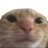 gato Discord emoji
