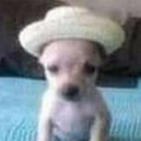perrito Discord emoji