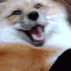 bojlaugh Discord emoji