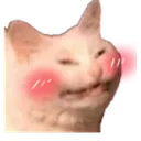 cat_smirk