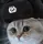 Sovietcat SovietCat Discord Emoji
