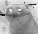 bombingptsdcatptsd