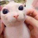 ayo