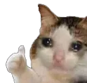 CatThumbs