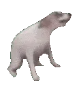 dogdance
