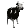 polishcow polishcow