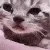 sadcat sadcat