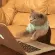 catChat