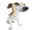 doggers