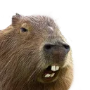 Capysnarl
