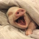 dktp_yawninggary Discord emoji