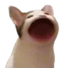 cat_poppin