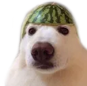 Melon
