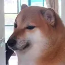 anActualDog