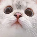catstare Discord Emoji