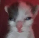 xcat_stare2