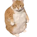 PhatCatAditi PhatCatAditi