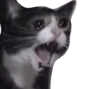 kittycatscreamcry