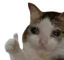 catThumbsUp