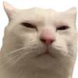 catsus