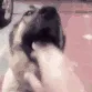 dogbwine dogbwine