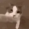 catkiss