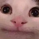 catW