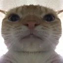 cathhuh